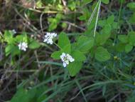 lippia alba